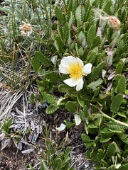 Dryas hookeriana