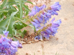 Penstemon glaber alpinus