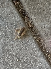 Ceuthophilus californianus