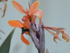 Bombus pensylvanicus