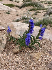 Penstemon hallii
