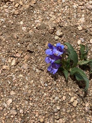 Penstemon hallii