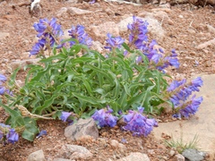 Penstemon glaber alpinus