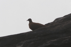 Petrophassa albipennis