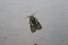 Acronicta funeralis