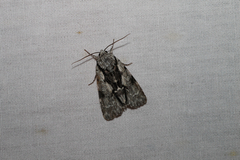 Acronicta funeralis