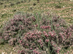 Astragalus spinosus