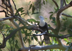 Ptilinopus alligator