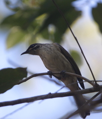 Territornis albilineata