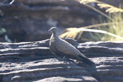 Petrophassa rufipennis