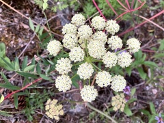 Cnidium cnidiifolium