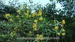 Wikstroemia chamaedaphne