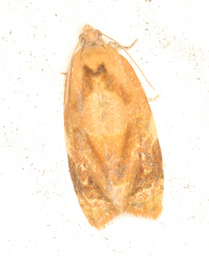 Red-barred Tortrix