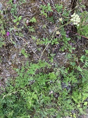 Cnidium cnidiifolium