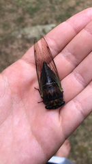 Neotibicen lyricen
