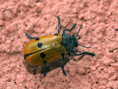 Lachnaia italica