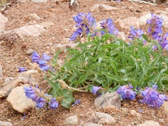 Penstemon glaber alpinus