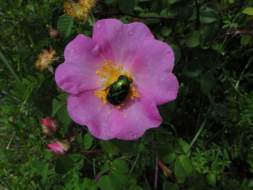ruža galská (Rosa gallica)