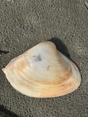Mactrellona alata