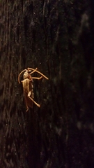 Eburia