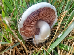 Agaricus
