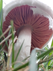 Agaricus
