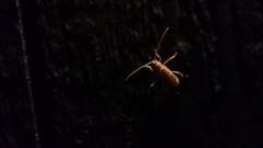 Eburia