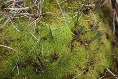 Paraleucobryum