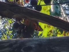 Nymphalis polychloros