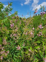 Desmodium canadense