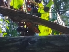 Nymphalis polychloros