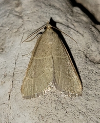 Hypsopygia planalis