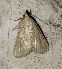 Hypsopygia planalis