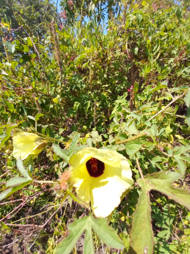 Bush Sorrel