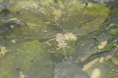 Bombina variegata