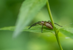 Dolomedes fimbriatus