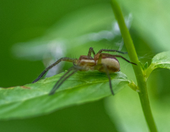 Dolomedes fimbriatus