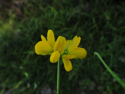 Image of Securigera securidaca by (c) Christian Berg, some rights reserved (CC BY)
