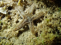 Astropecten spinulosus