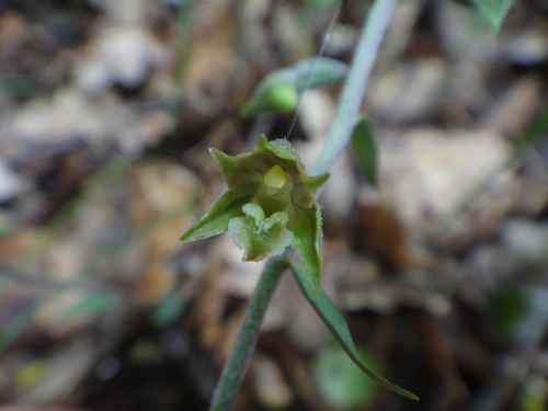 kruštík drobnolistý (Epipactis microphylla)