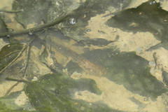 Bombina variegata