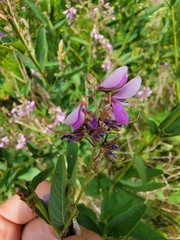 Desmodium canadense