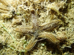 Astropecten spinulosus