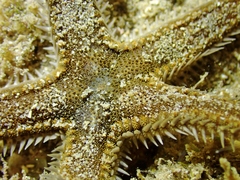 Astropecten spinulosus
