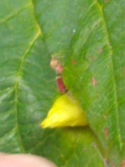 Hormaphis hamamelidis