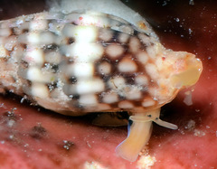 Zafra ocellatula