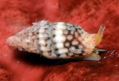 Zafra ocellatula
