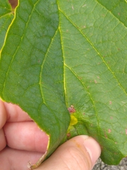 Hormaphis hamamelidis