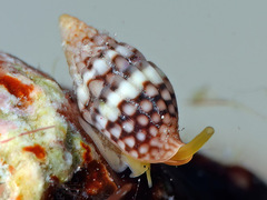 Zafra ocellatula