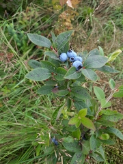Vaccinium myrtilloides image
